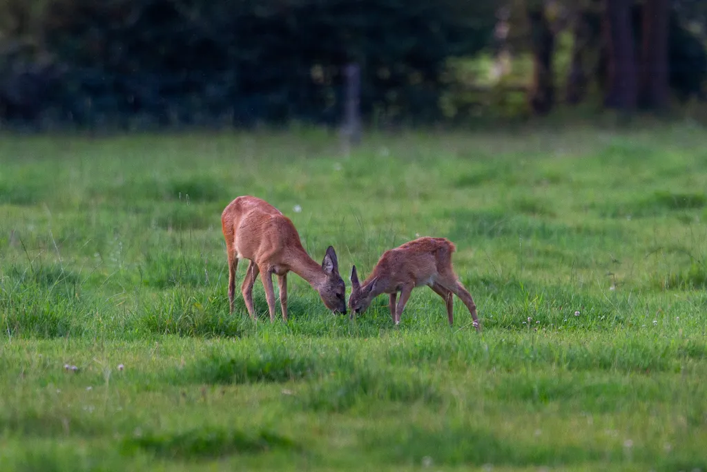 Wildlife